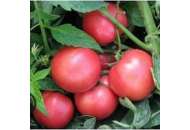 Пинк Свитнес F1 - томат детерминантный, 2500 семян, (Lark Seeds) фото, цена